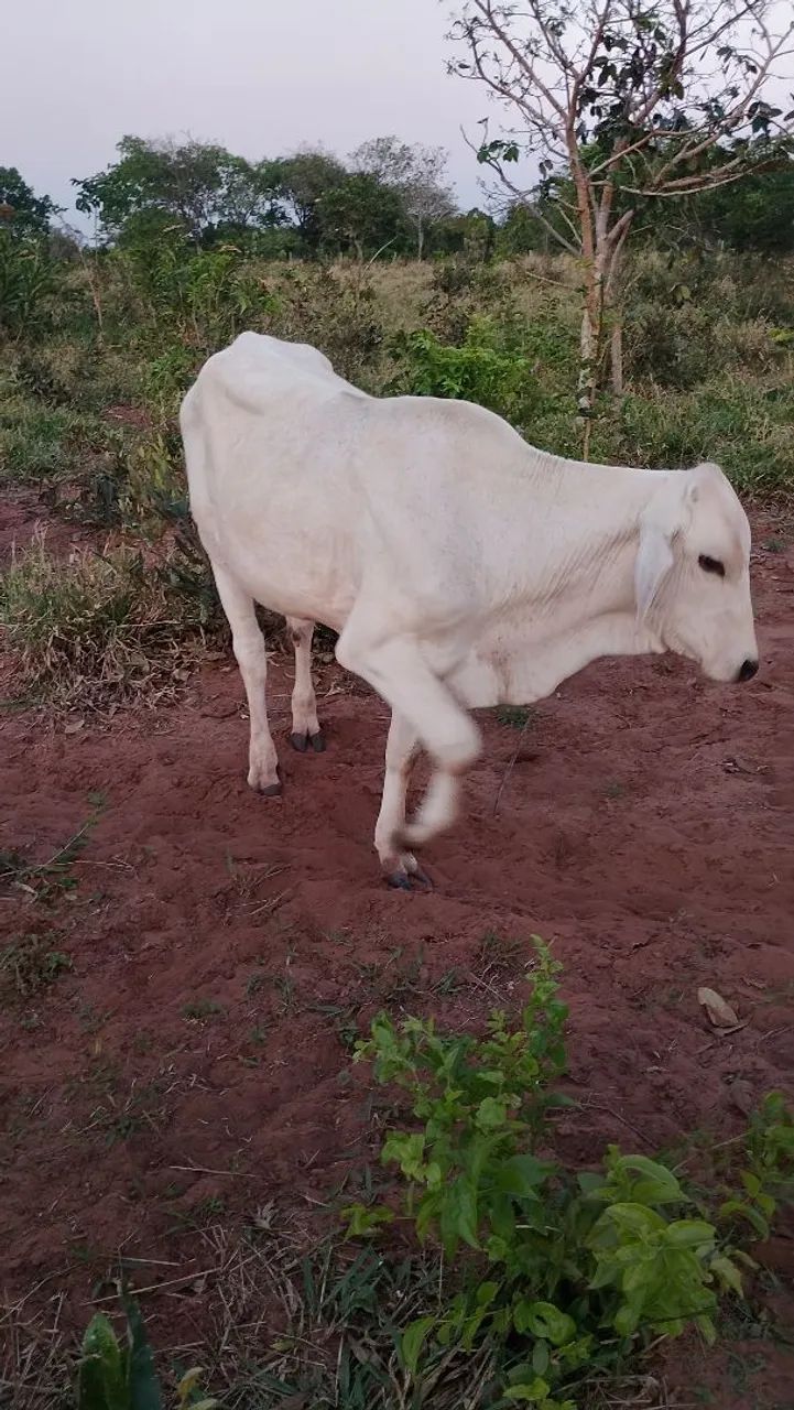 Bezerro nelore - Foto 2