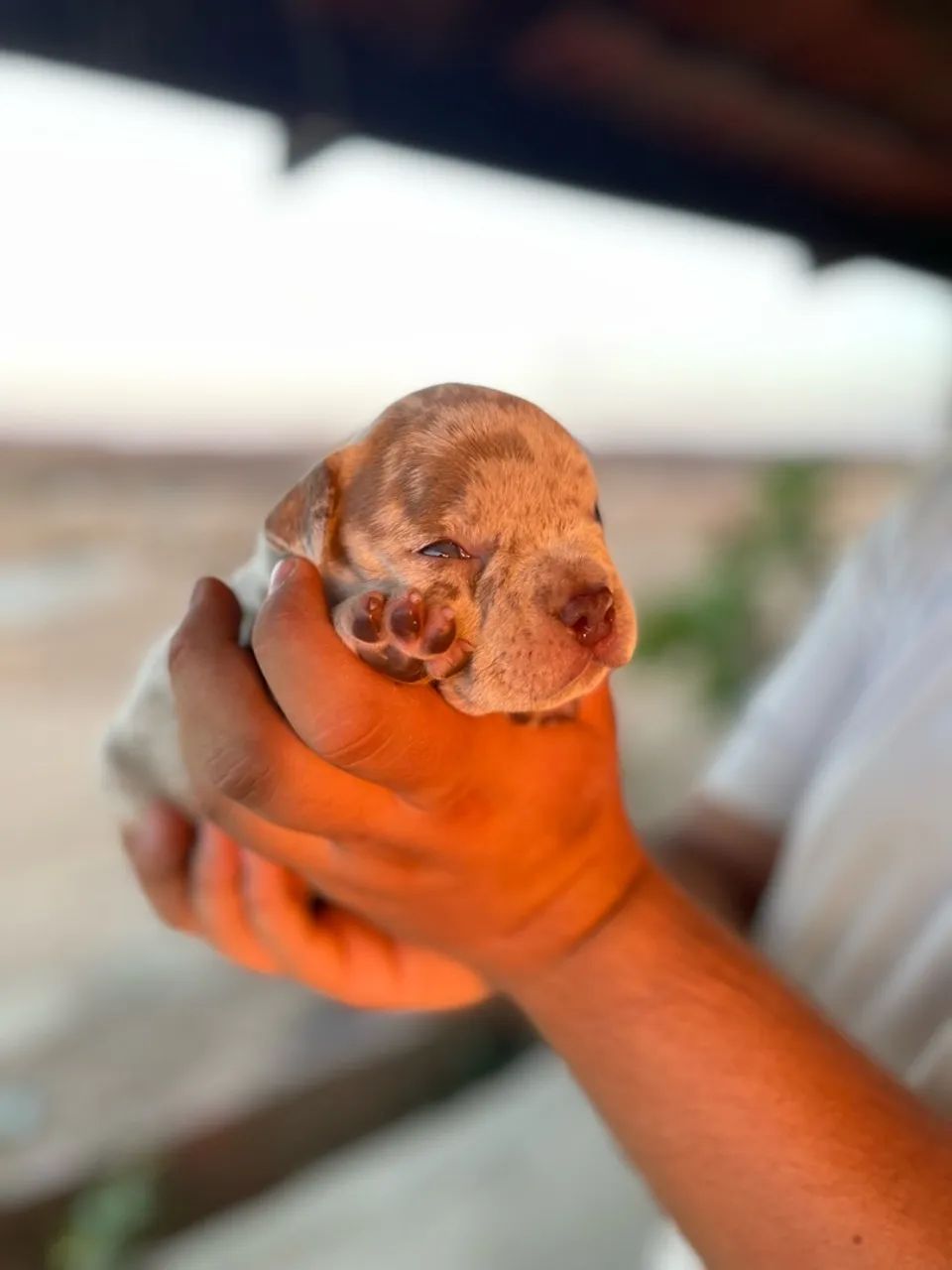 FILHOTES AMERICAN BULLY - Foto 3