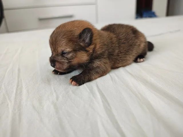 Cachorro  - Foto 2