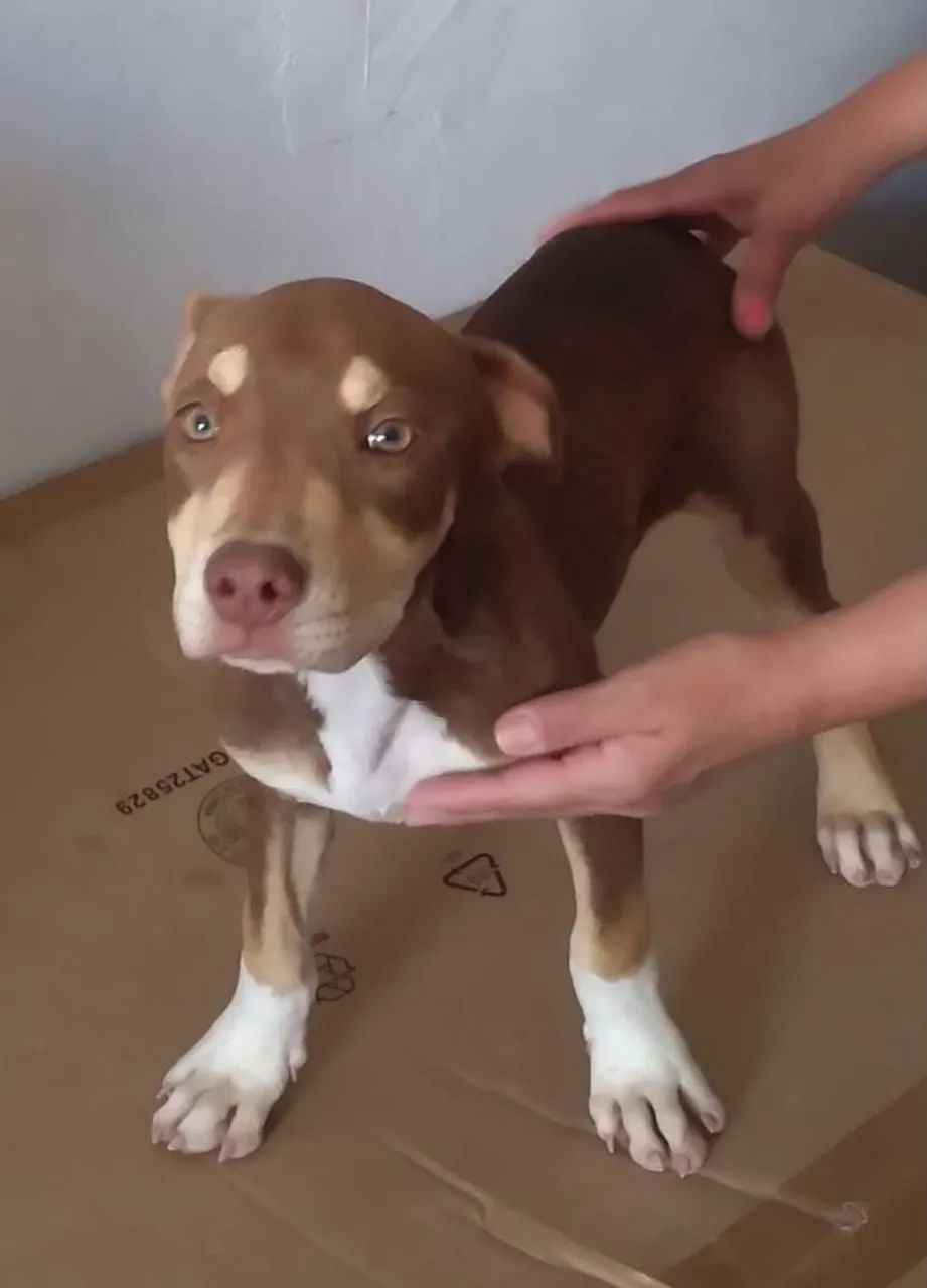 Pitbull fêmea tri color 