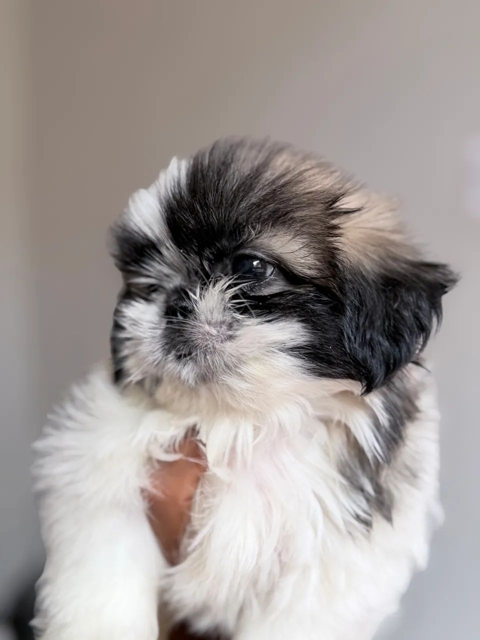 Shih tzu padrão top   - Foto 5