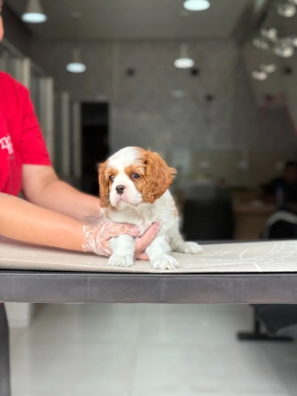 Cavalier king - Fêmea blenheim com duas doses da vacina em loja - Ler a descrição