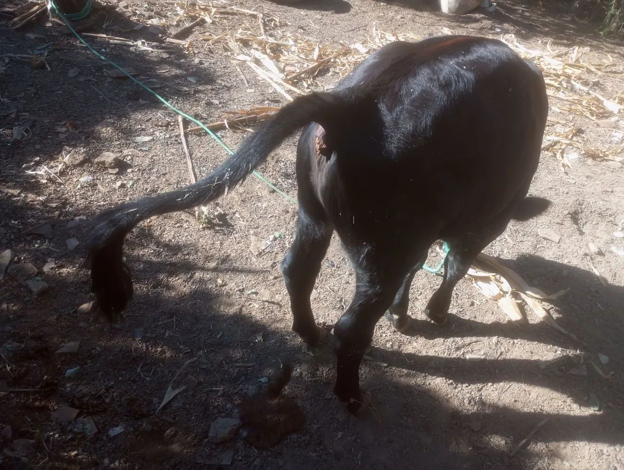 Bezerro 