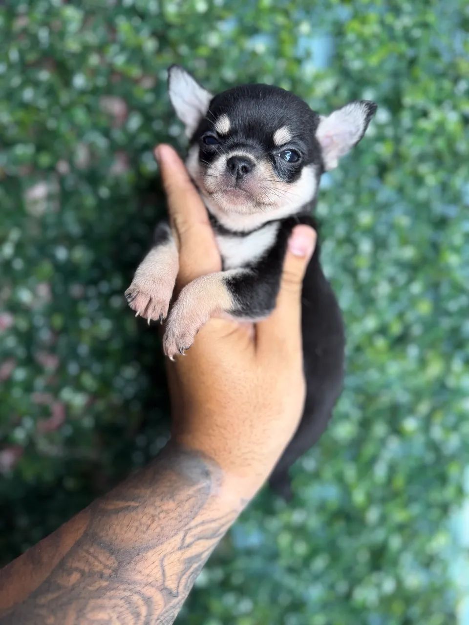 Chihuahua cabeça de maçã  - Foto 3