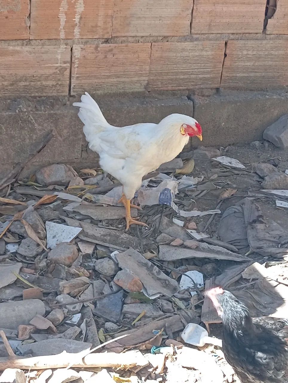 Frangos 
