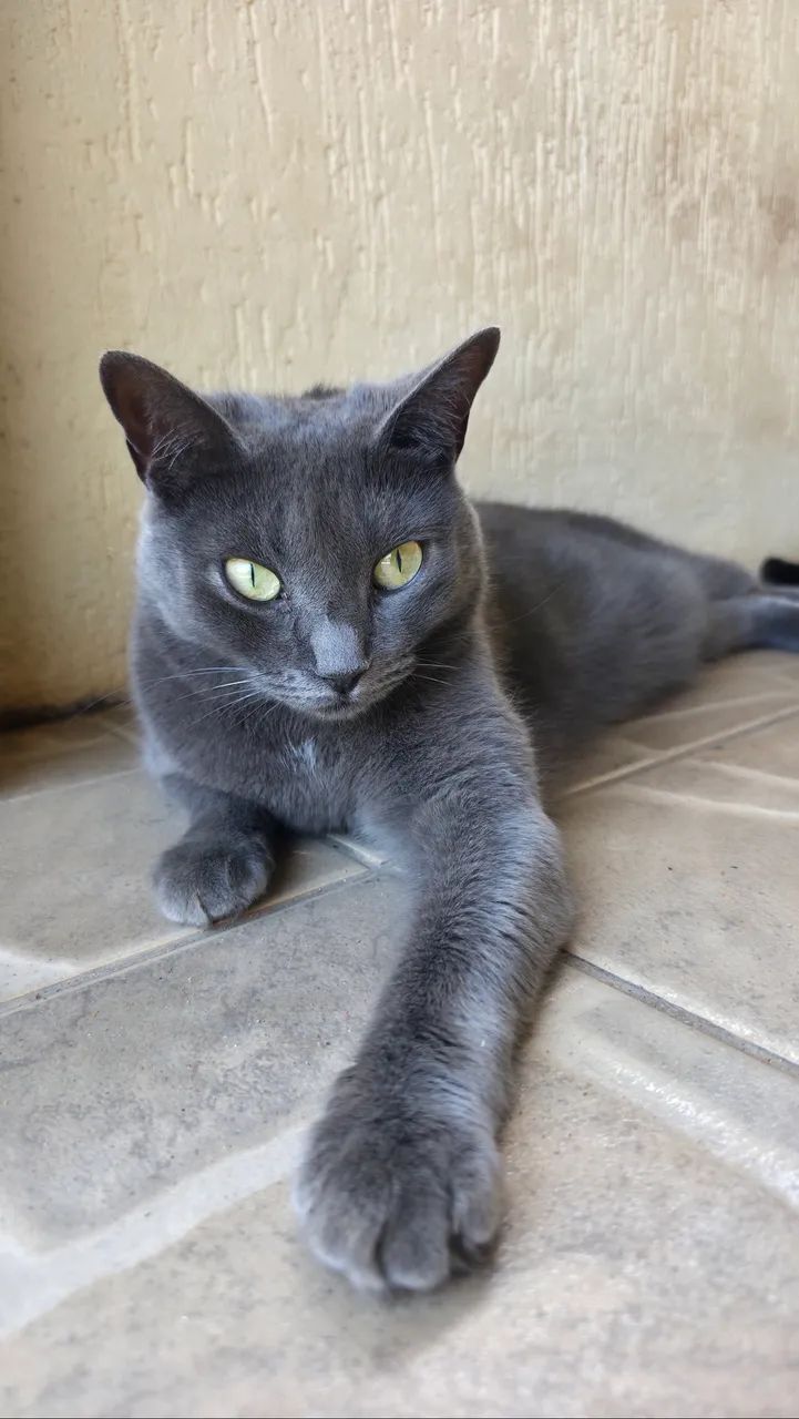 Doação de gatos - Foto 5