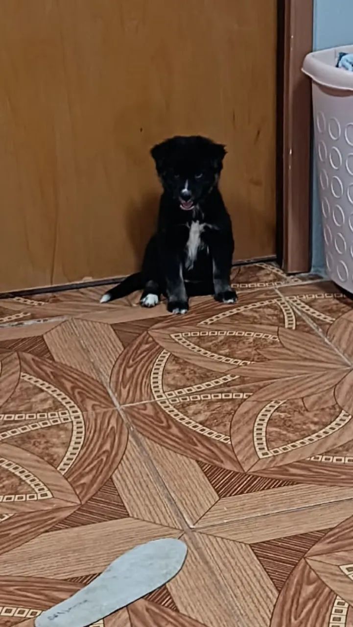 Vendo filhote 300,00 - Foto 3