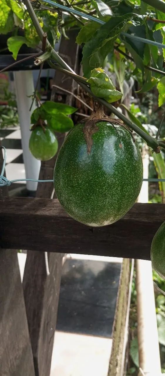 Muda maracujá , quase produzindo - Foto 6