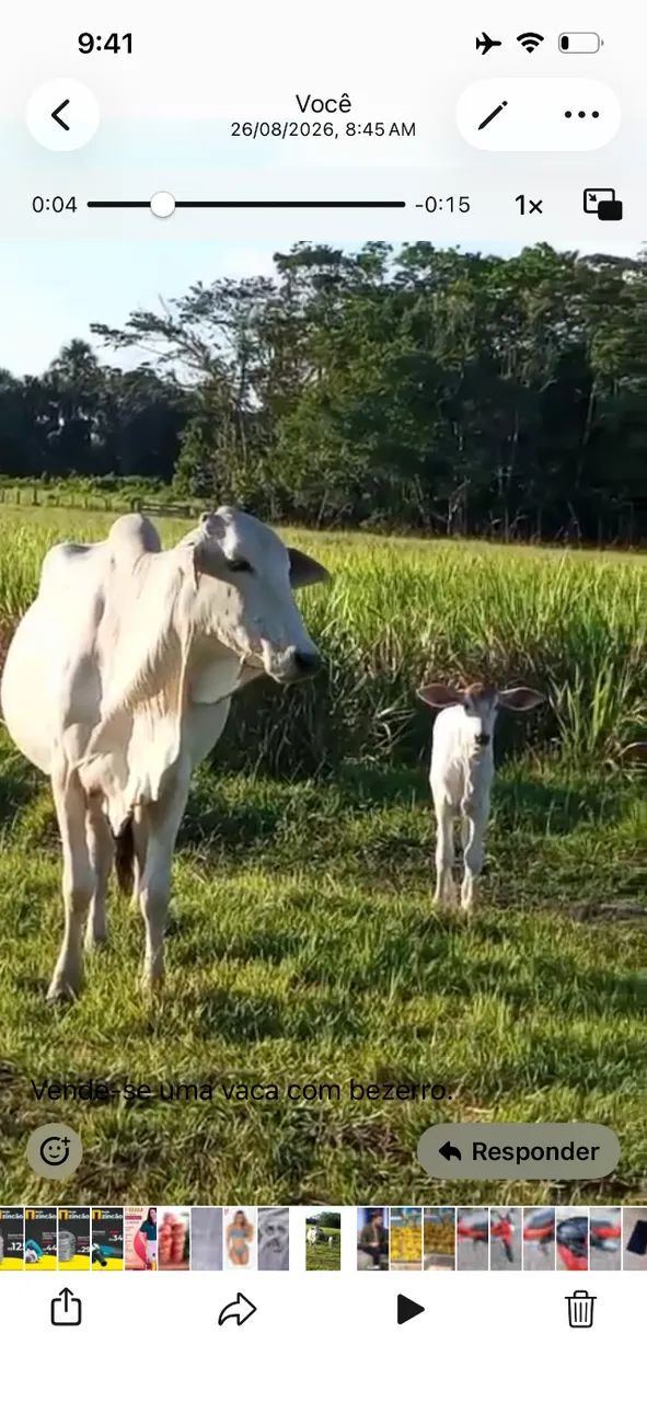 Vaca