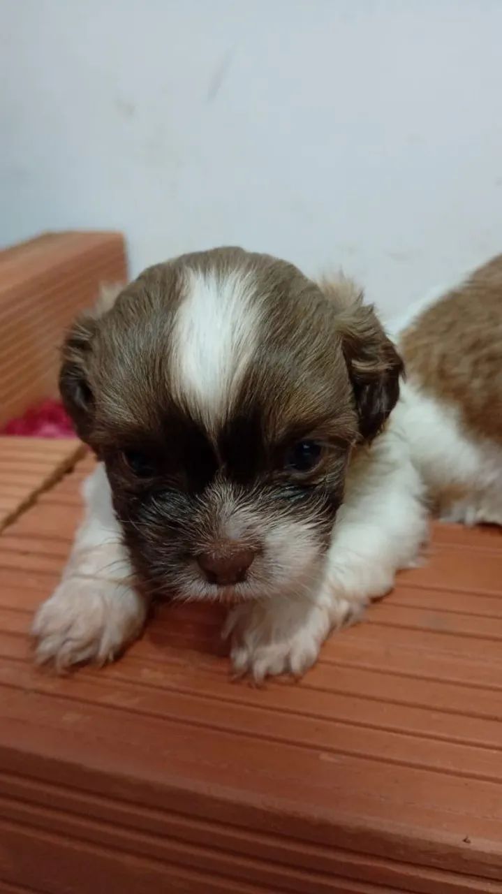 Cachorro shih tzu