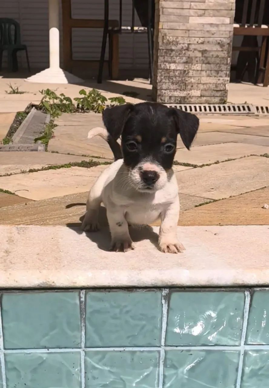 Jack Russell terrier pelo curto e pelo longo 