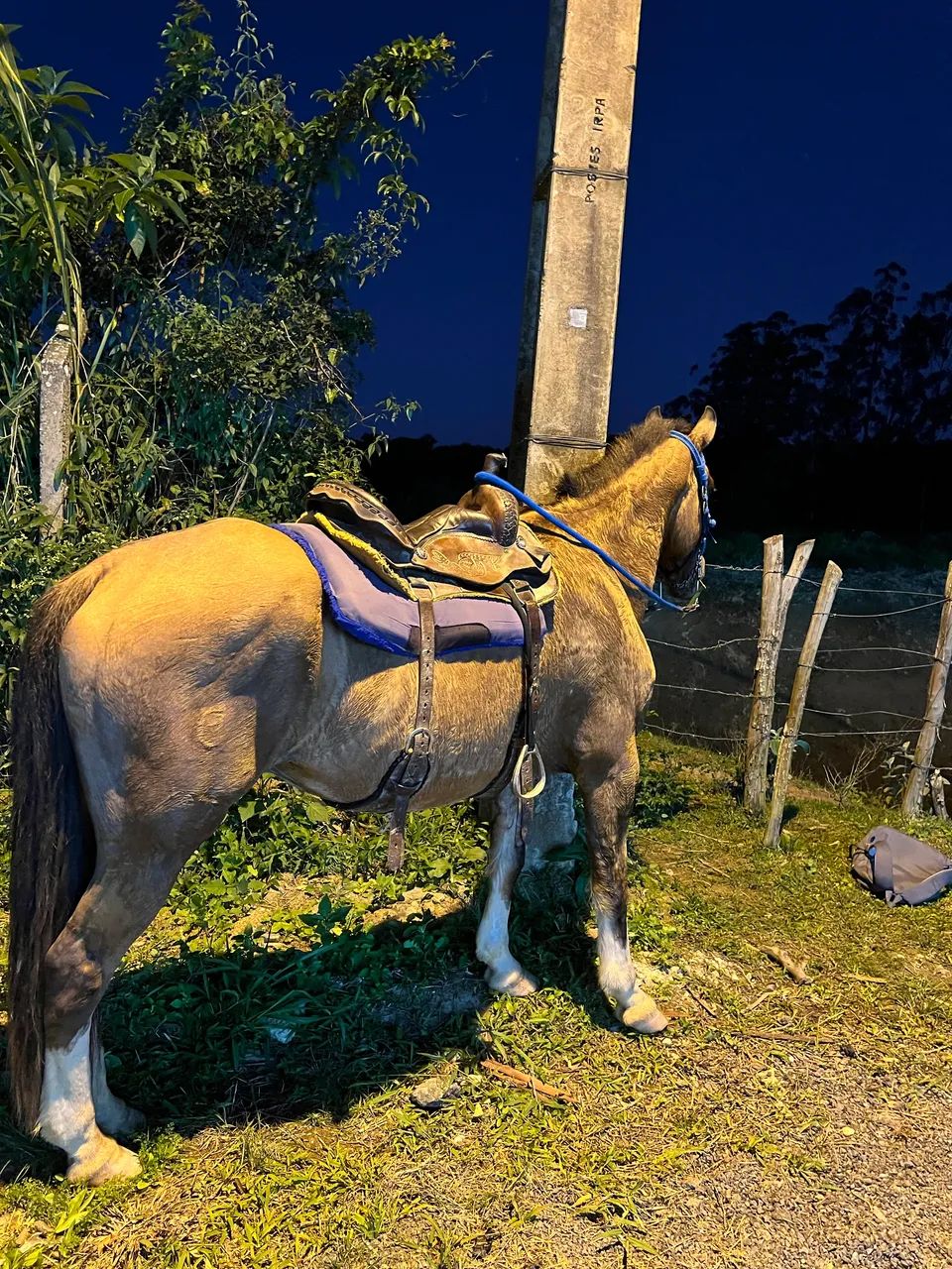 Cavalo criolo  - Foto 3