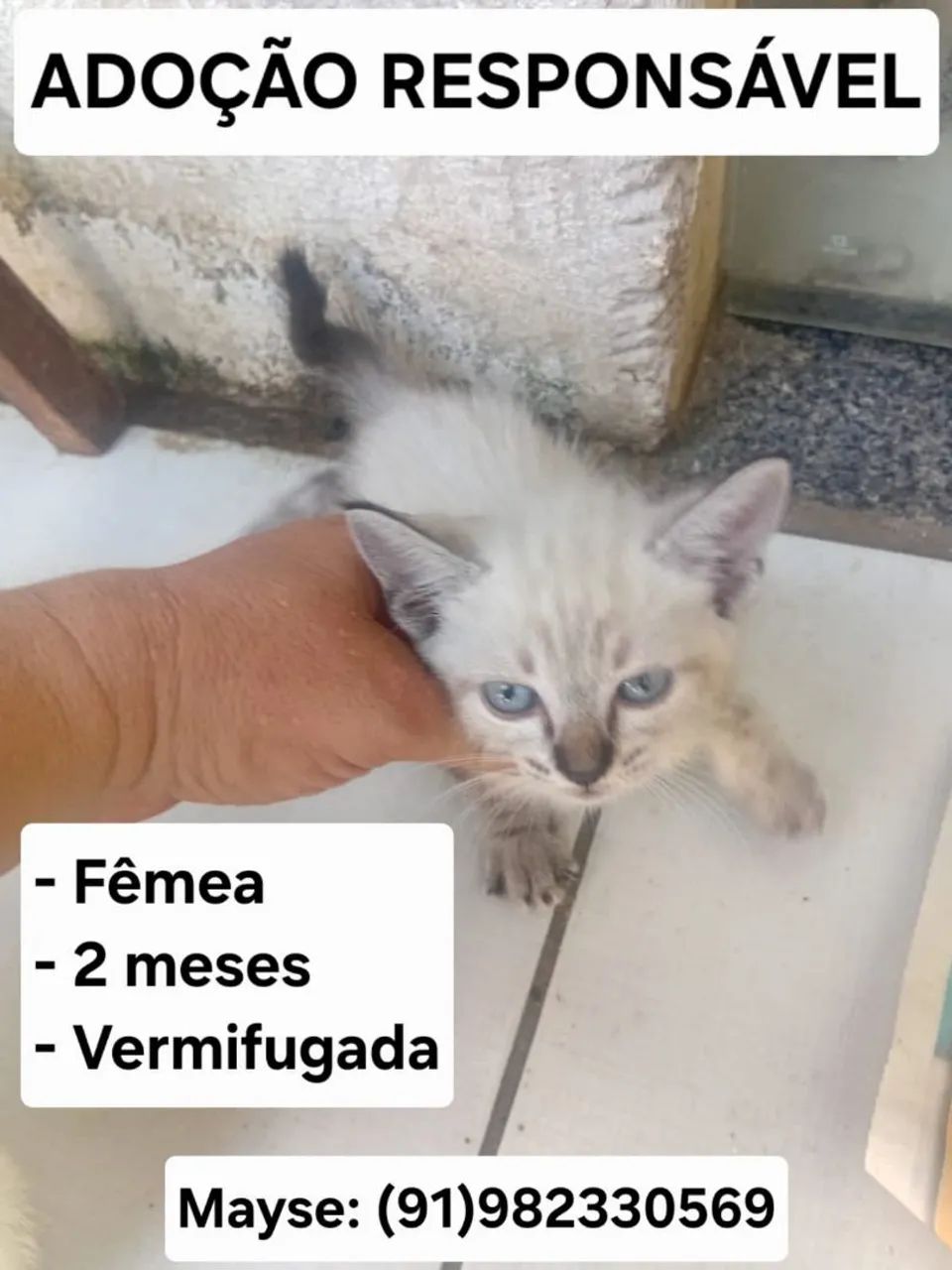 Adoção responsável - Foto 5