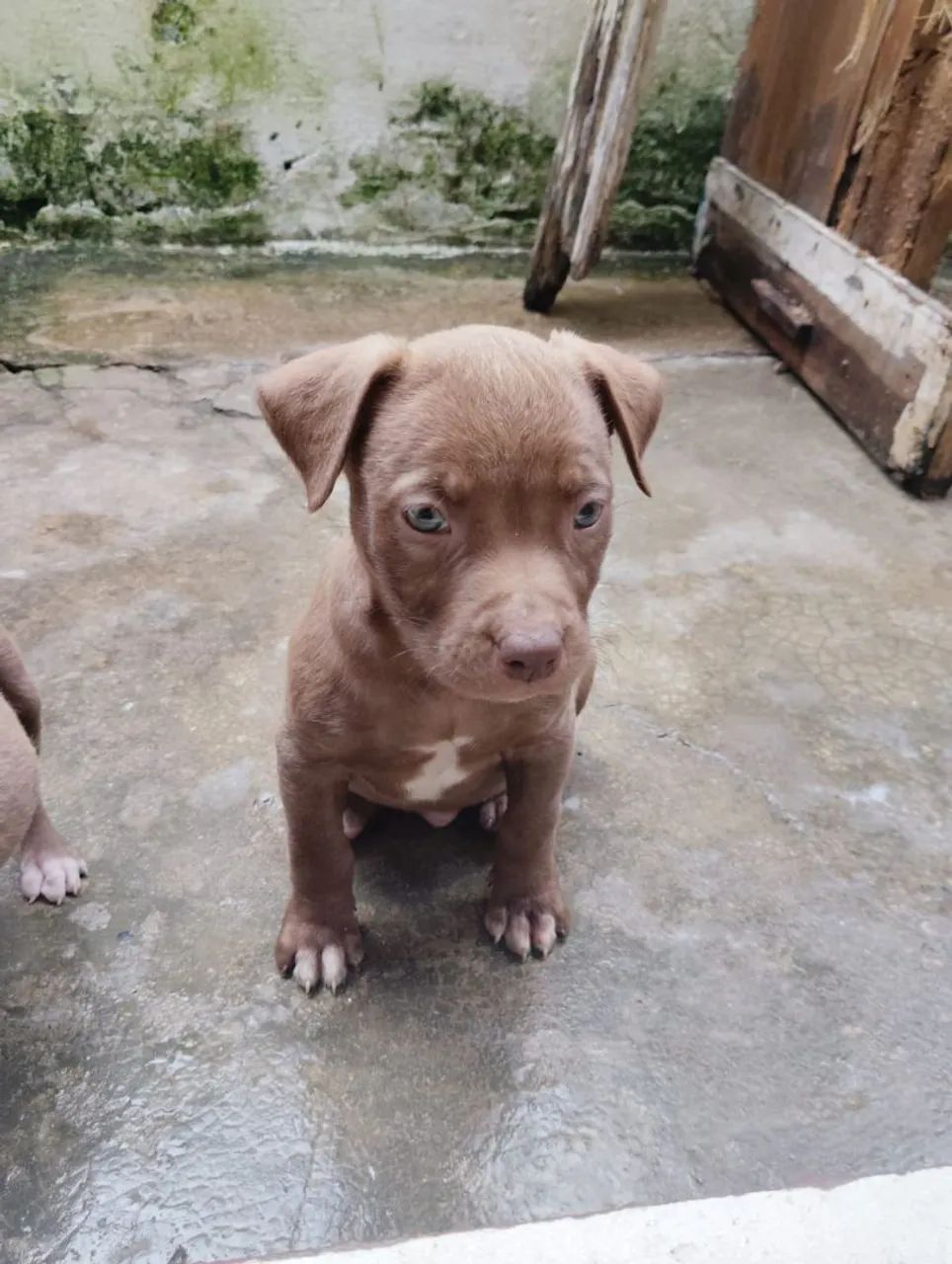 Pitbull  - Foto 5