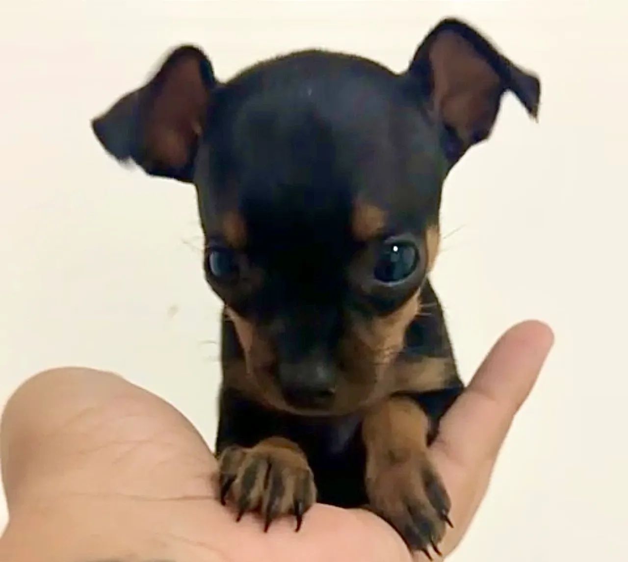 Pinscher zero fêmea - Foto 3