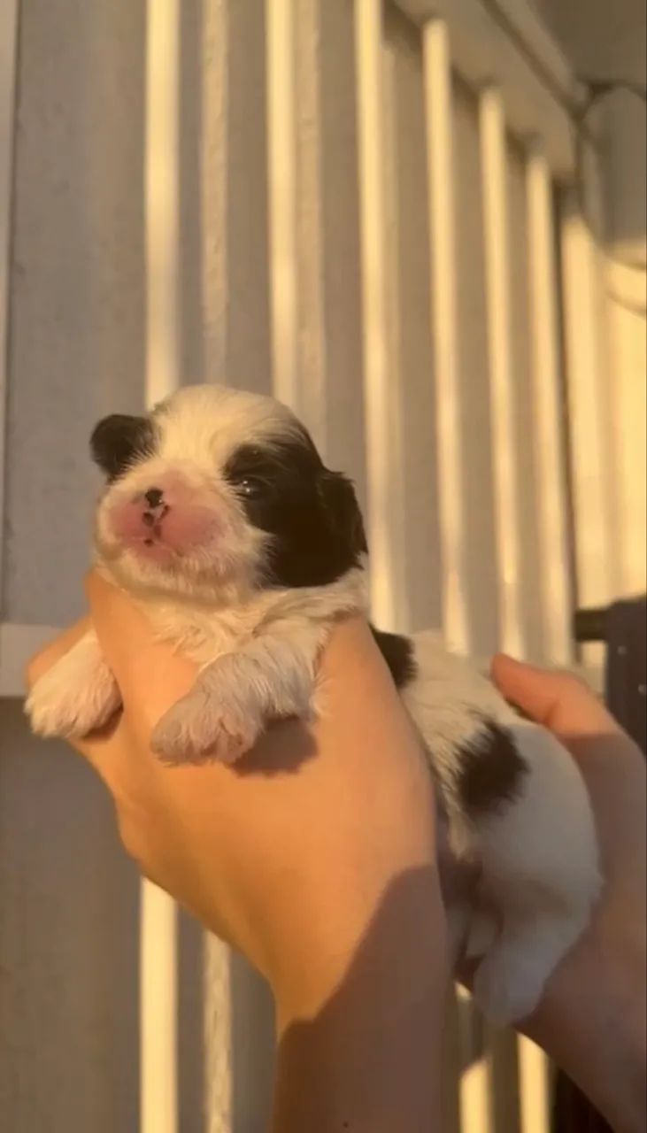Filhotes shih tzu - Foto 3