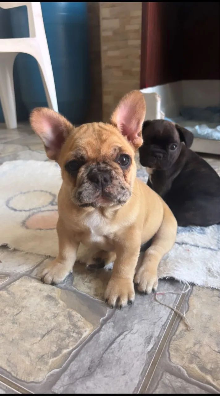 Buldogue francês  - Foto 5