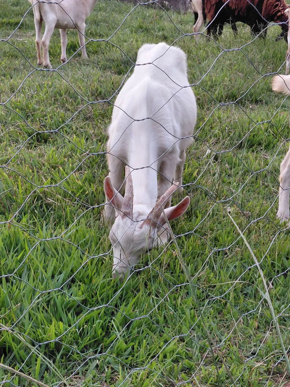 Dois Cabritos Macho para venda 