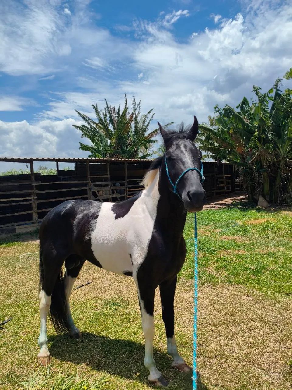 Garanhão MM  - Foto 3