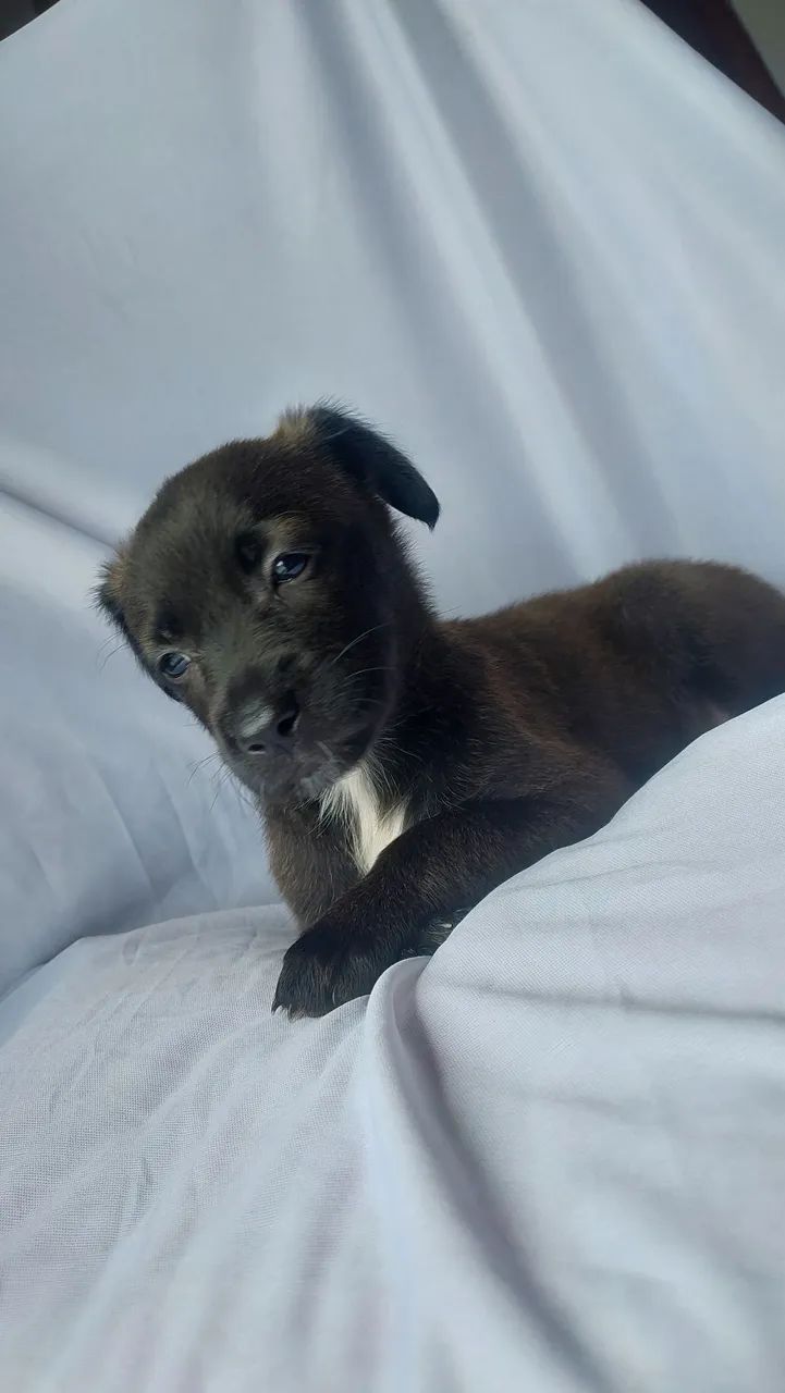 Mestiça Labrador  - Foto 3