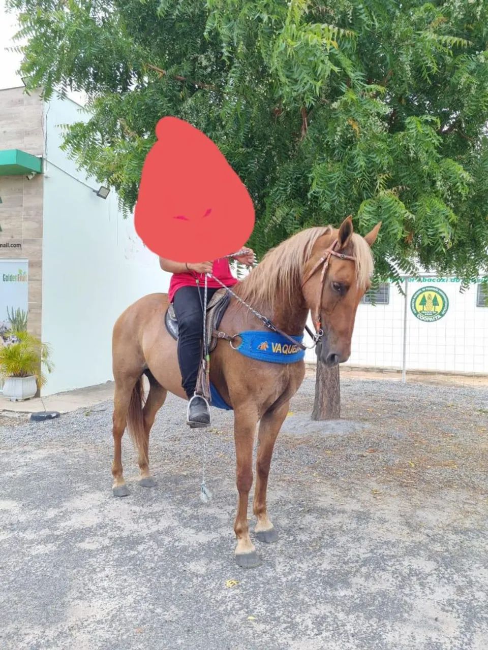 Egua quarto de milha mestiça mechida na esteira  - Foto 2