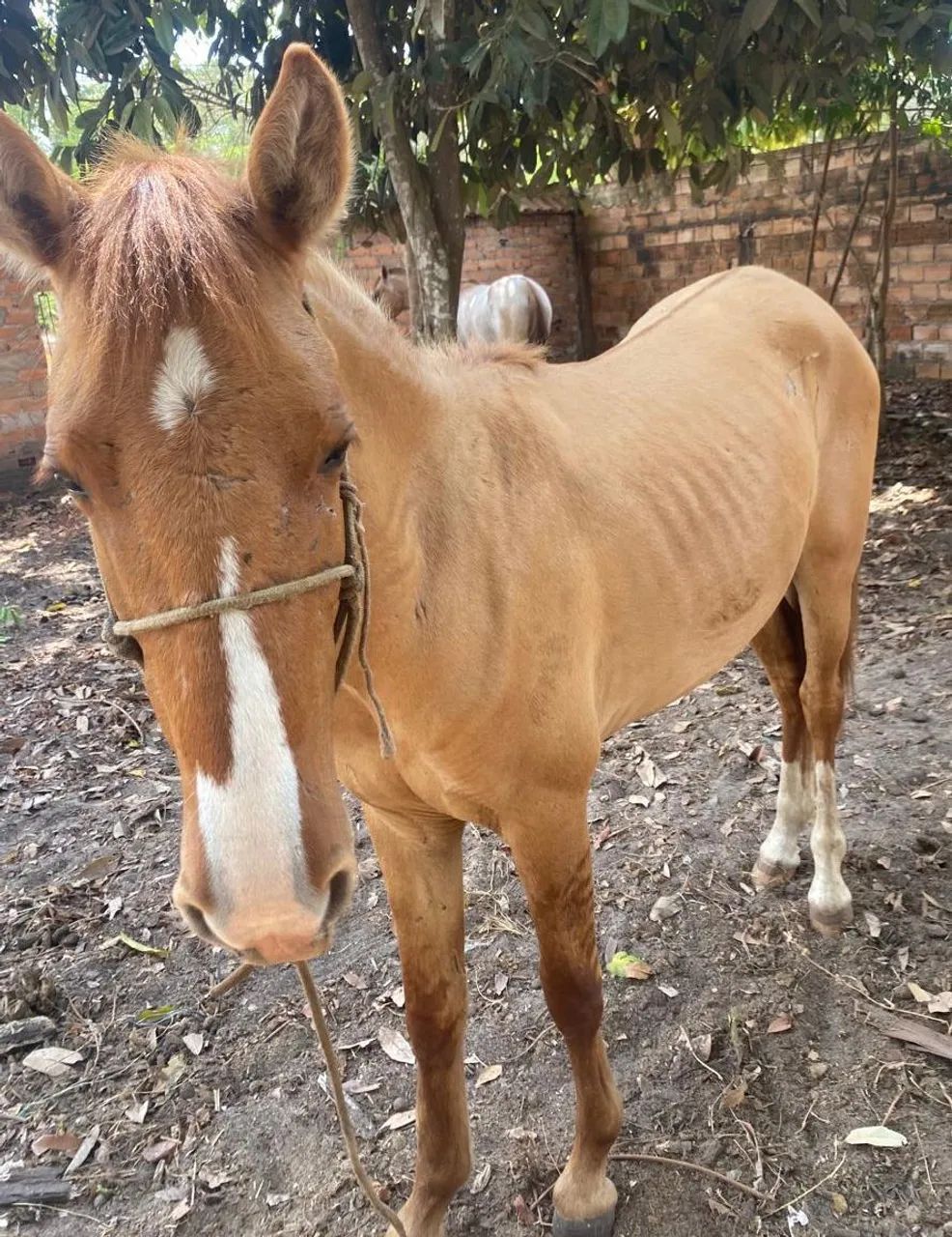 Vendo cavalos mestiços  - Foto 5