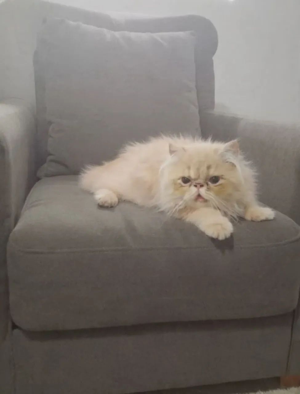 Adoráveis Persinhas