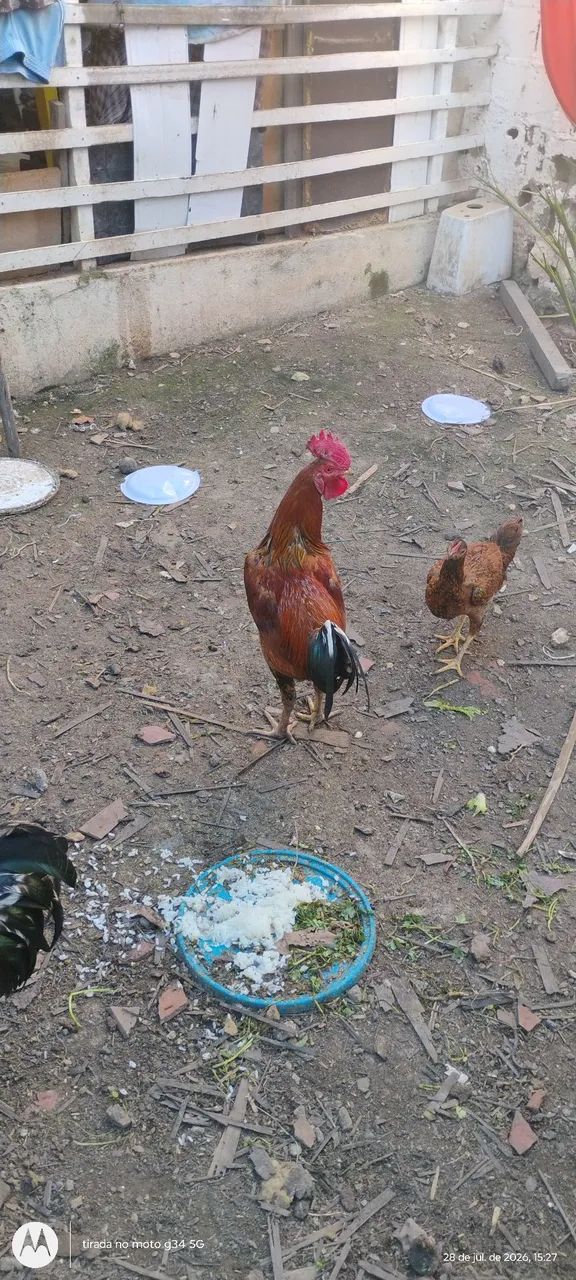 Um frango  - Foto 2