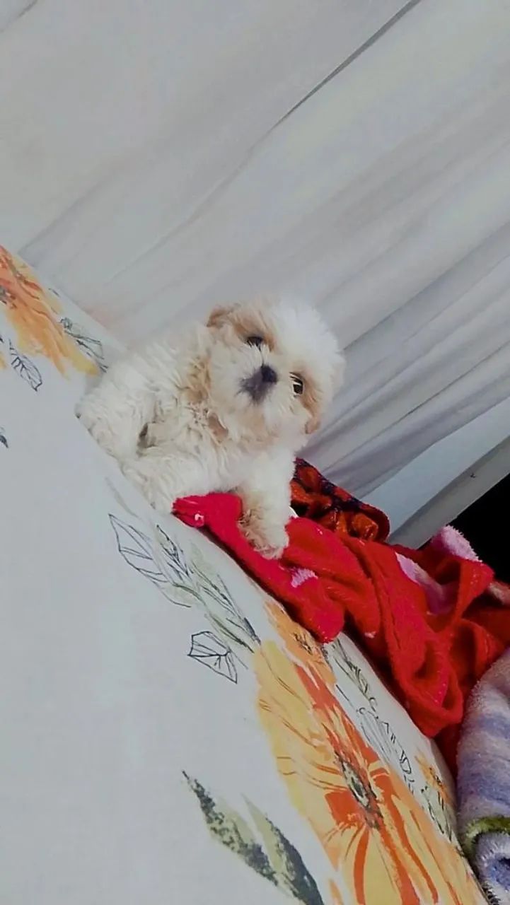 Cachorro shih Tzu macho - Foto 4