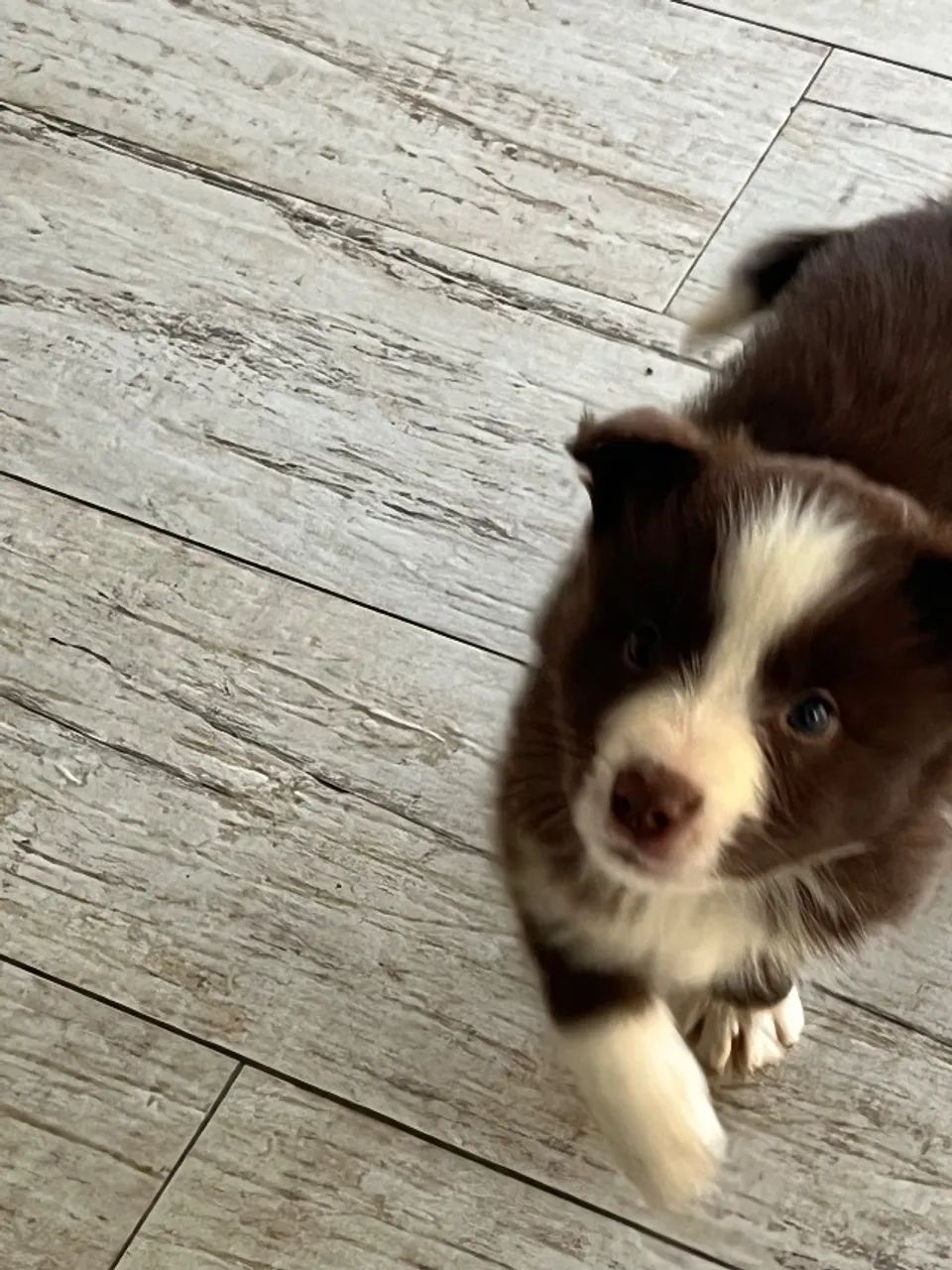 Filhotes de Border Collie  - Foto 2