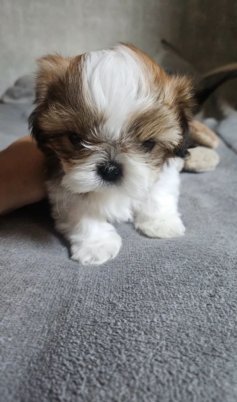 Stizu macho 