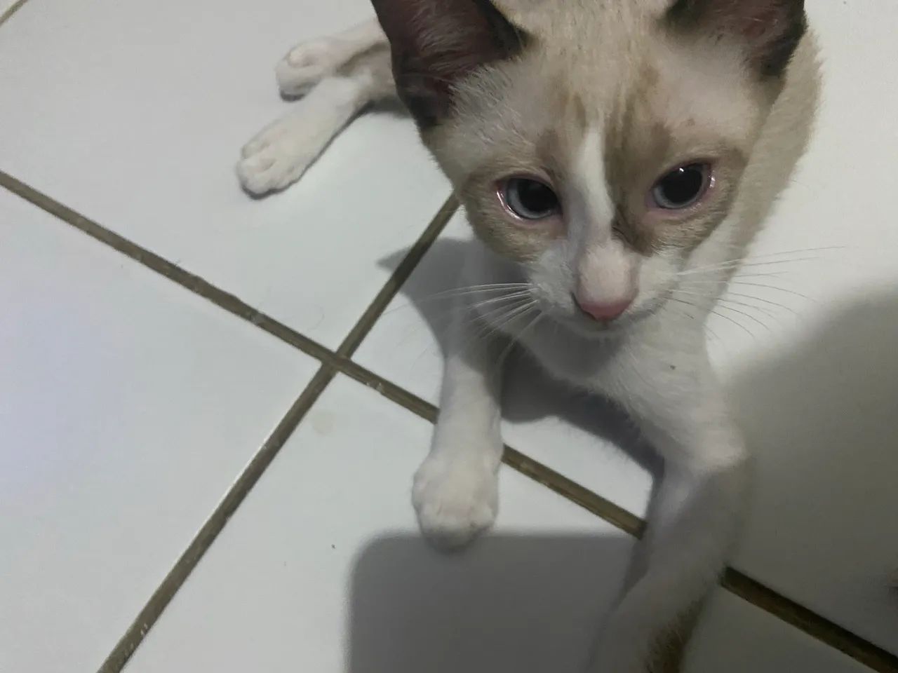 ADOÇÃO URGENTE - Foto 2
