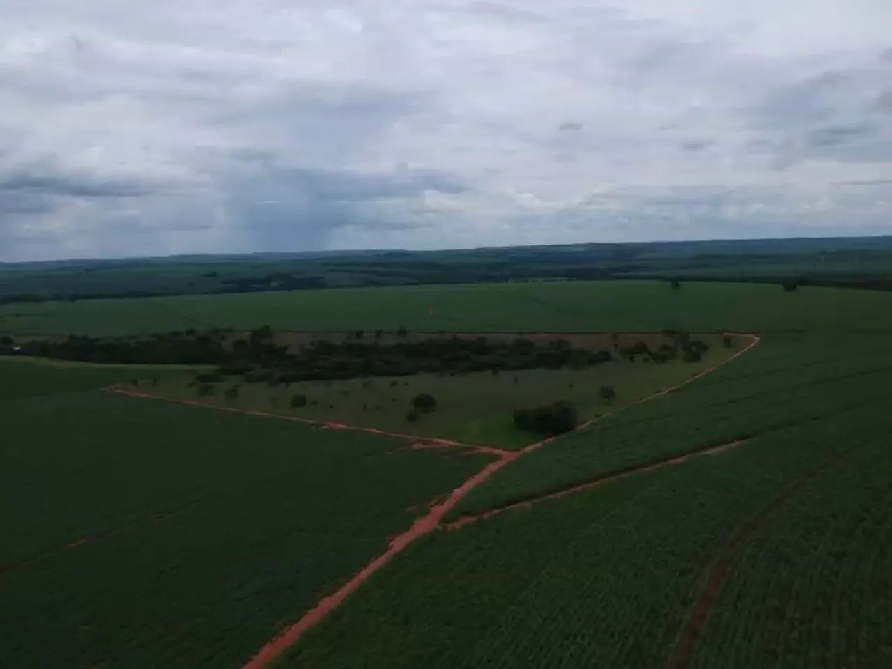 Fazenda com plantação amendoim 