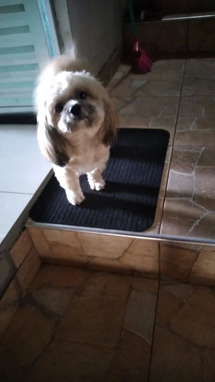Shitzu macho - Foto 2