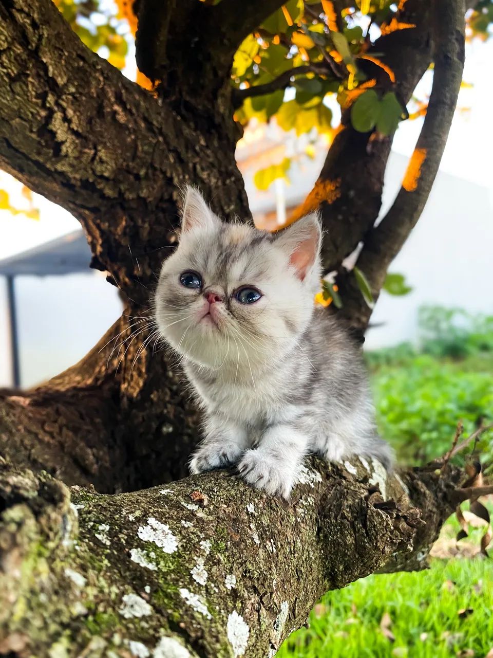 Gato Persa Exótico 