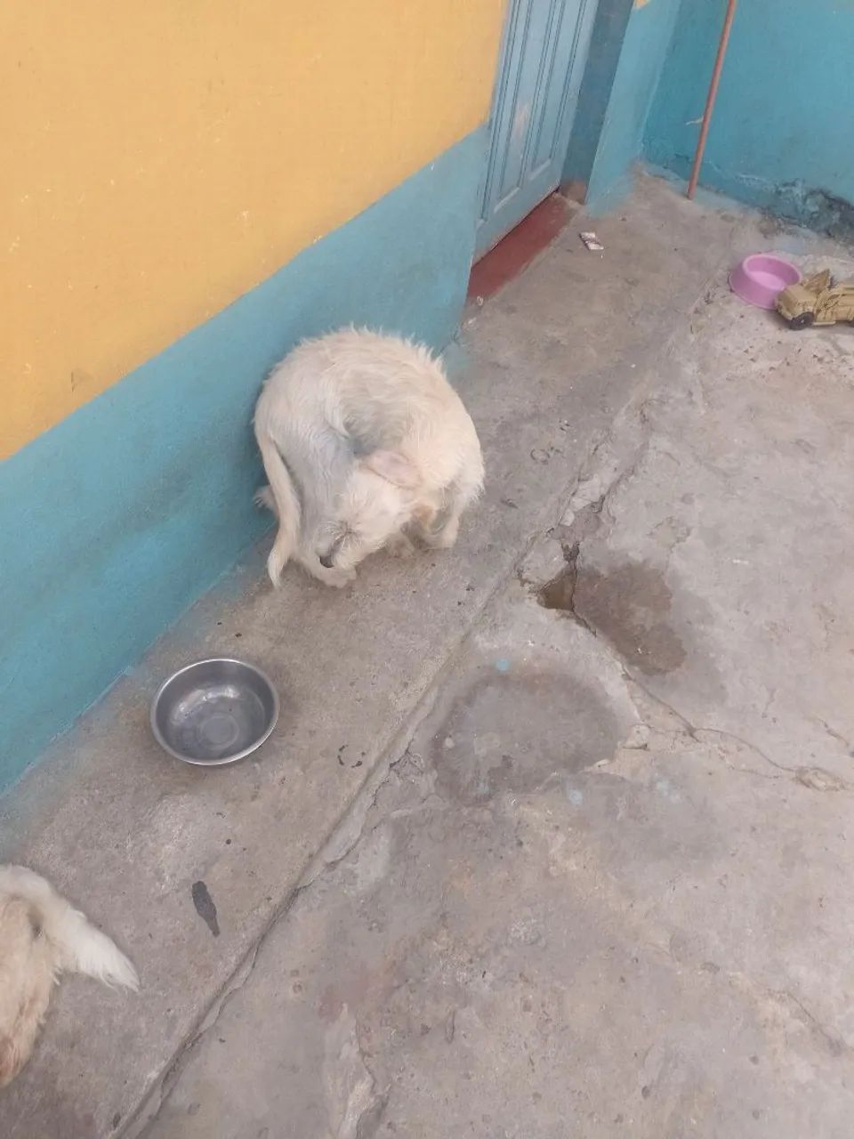 Cachorro para doação  - Foto 3