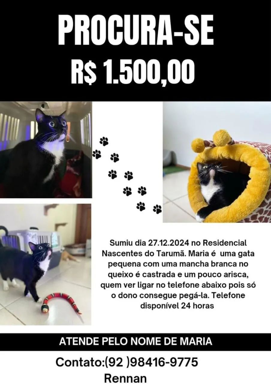 Gato