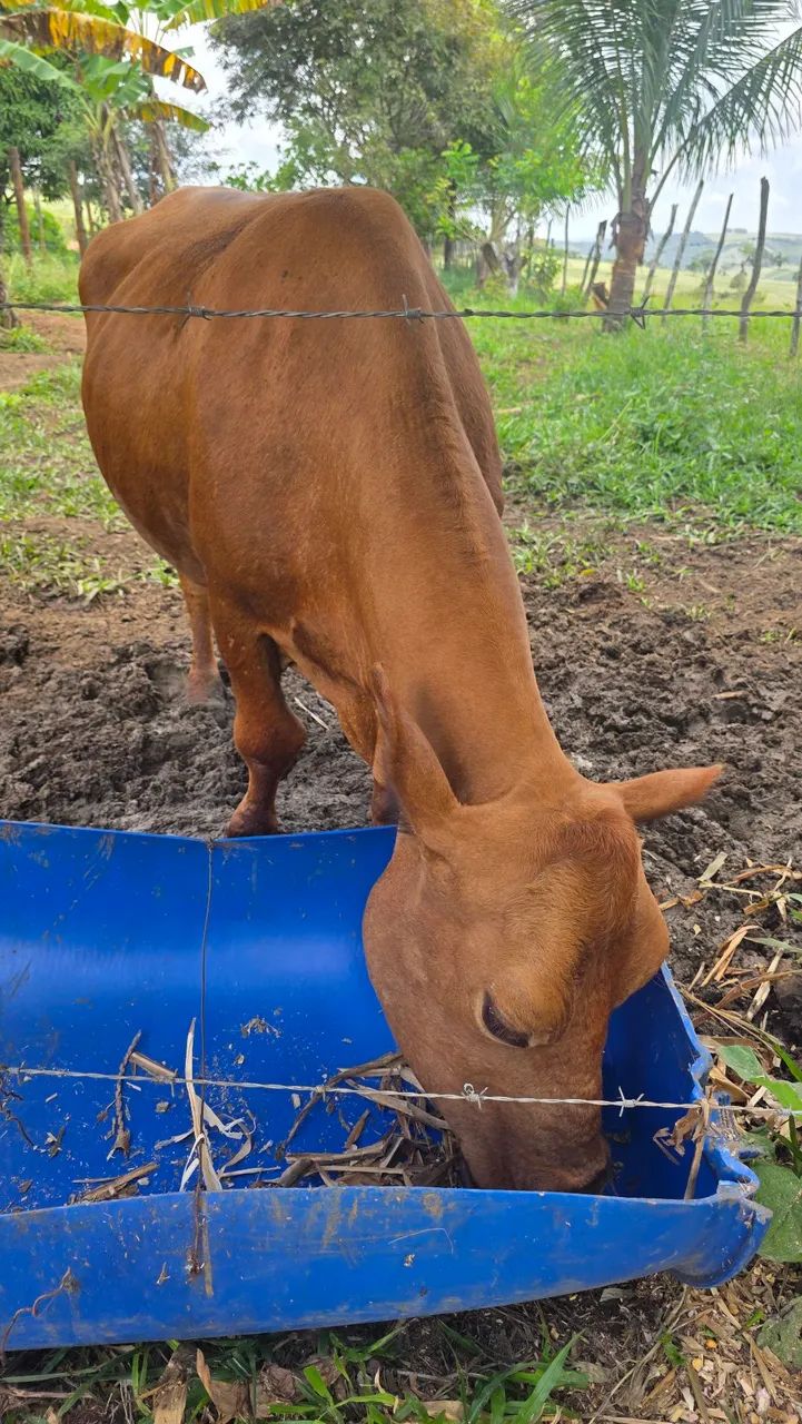 Vaca e Bezerra fêmea  - Foto 3