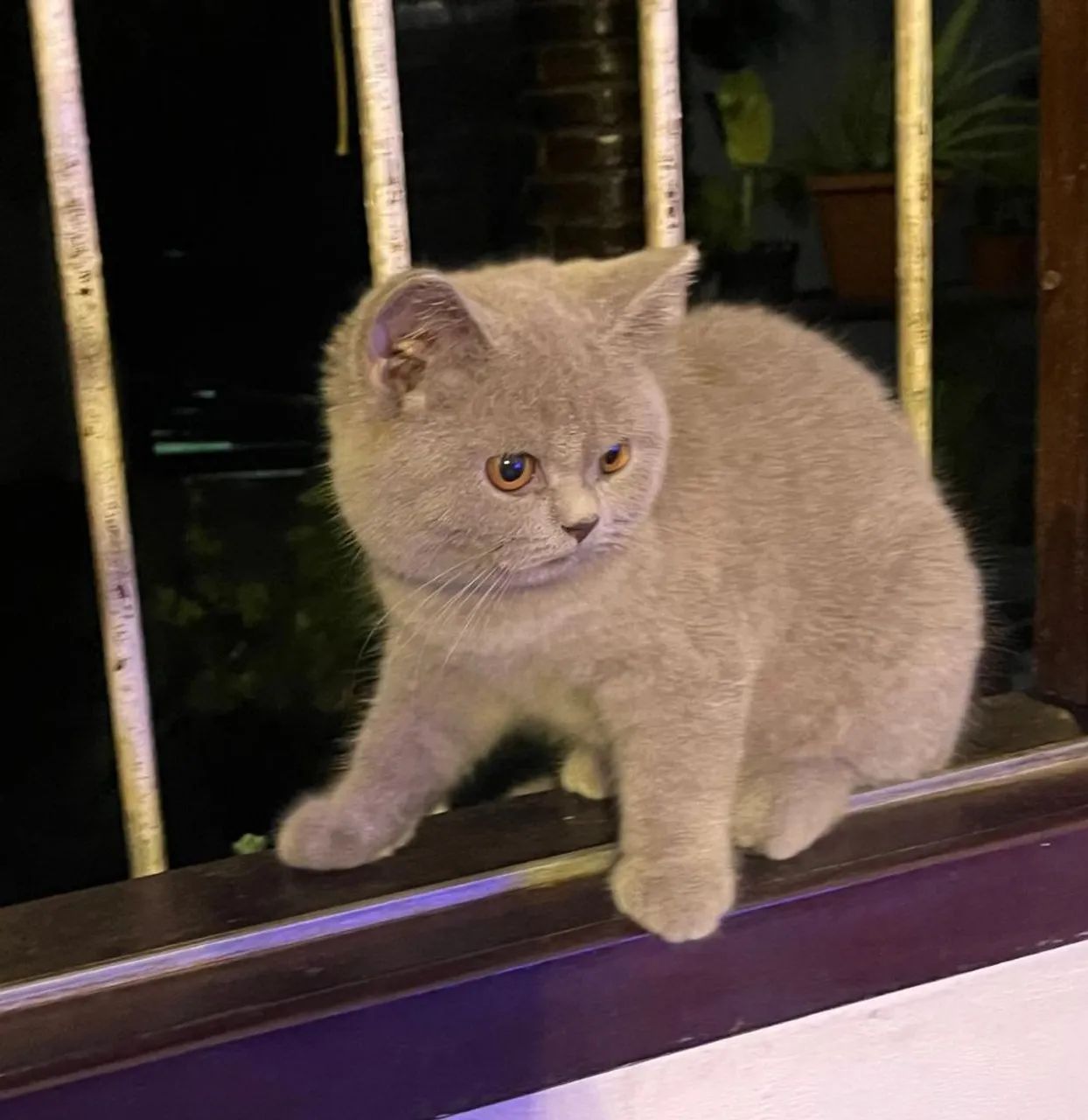 Vendo lindos filhotes de british shorthair. - Foto 3
