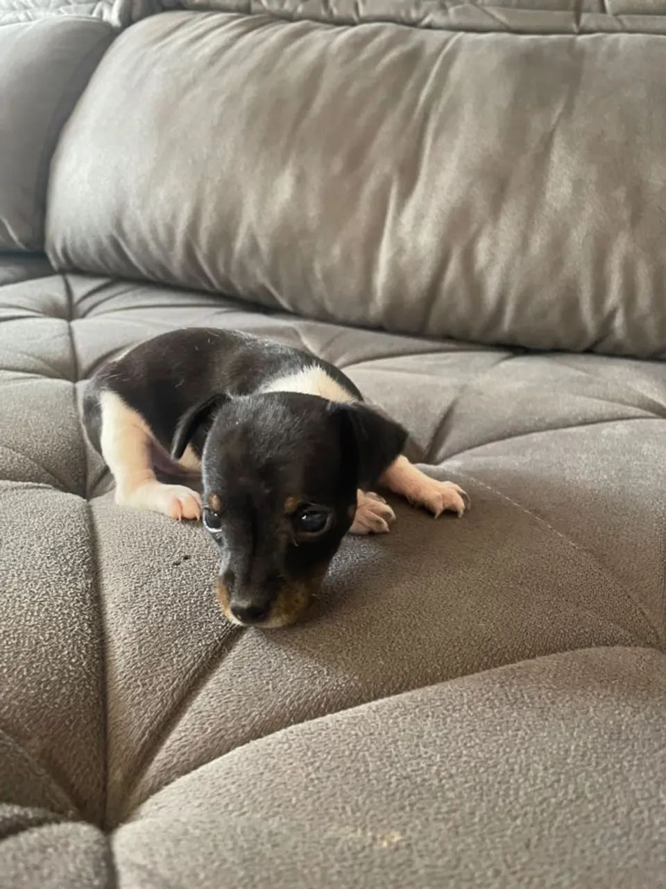 Pinscher 00 - Foto 2