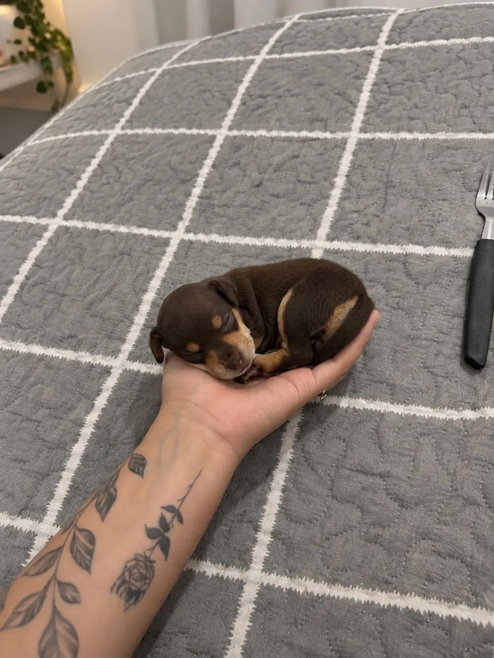 Pinscher 0 fêmea  - Foto 3
