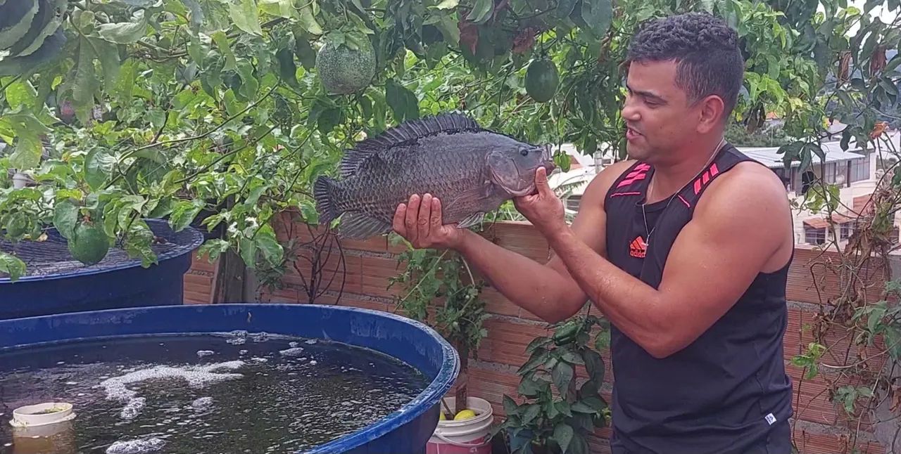 Vendo sistema de criação  de tilapia em caixa dagua e aquaponia