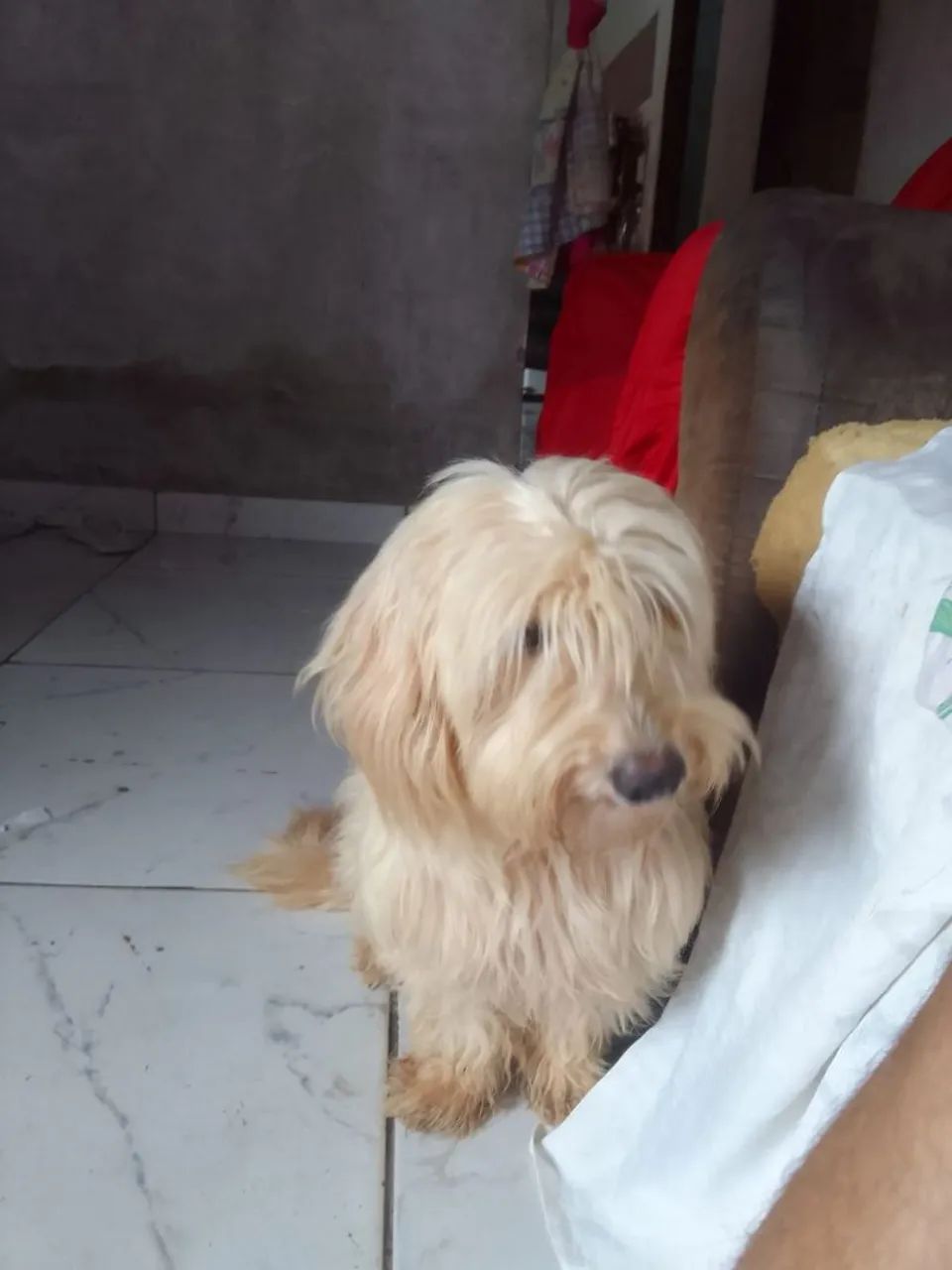 Cachorro shitzu