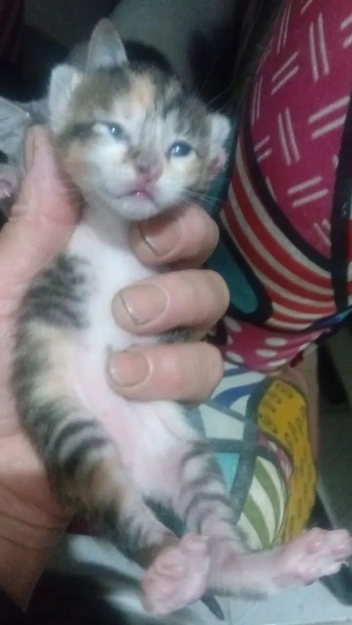 Gatinhos fofos para doação 