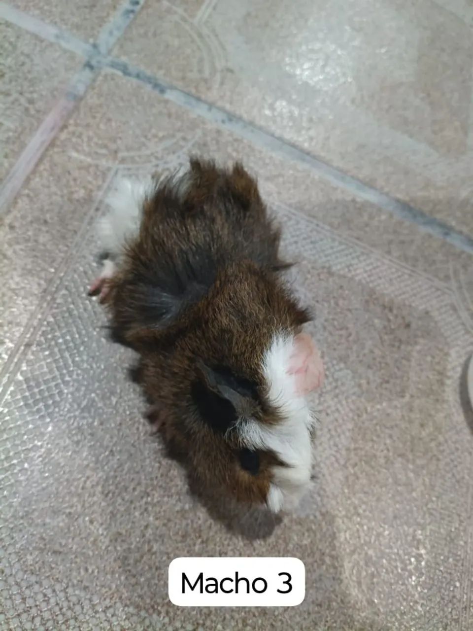 Porquinhos da índia peludos  - Foto 6