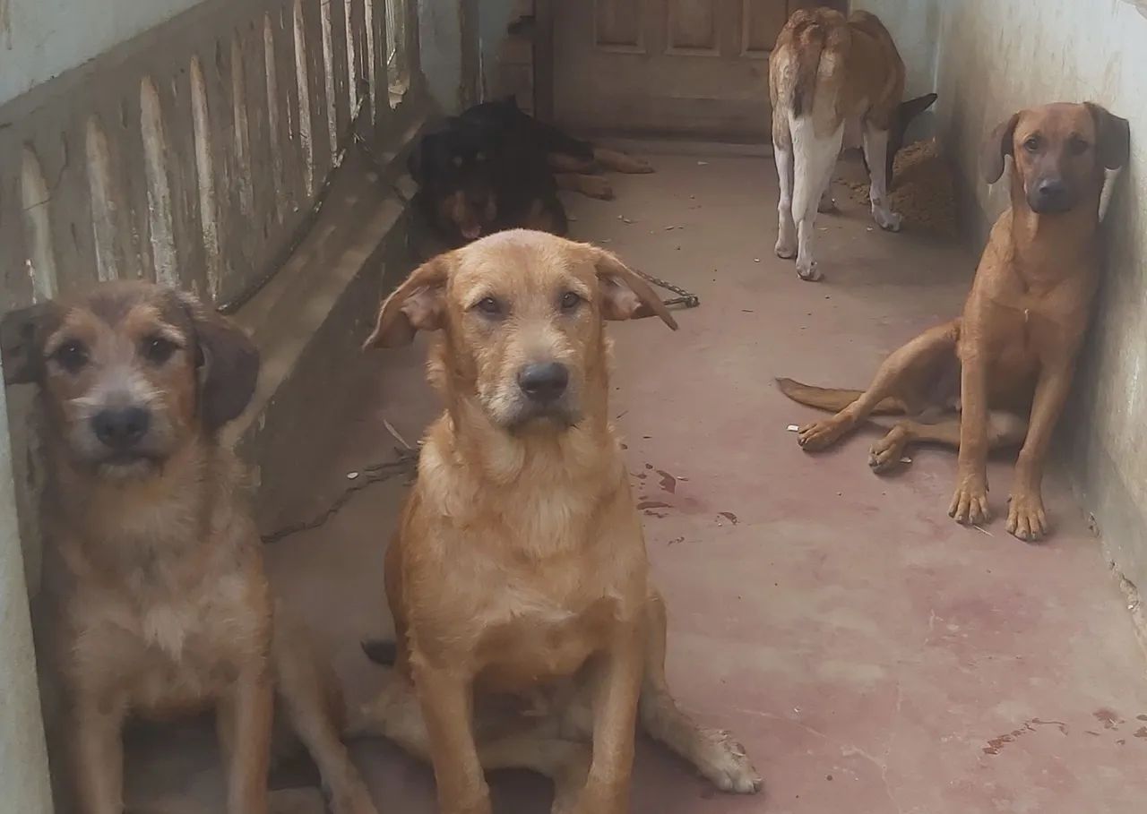 Doação rottweiler com pastor malinois 