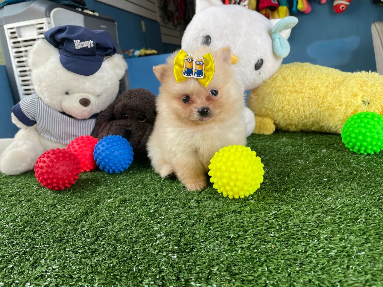 Spitz alemão macho anao $2.200,00 - Foto 4