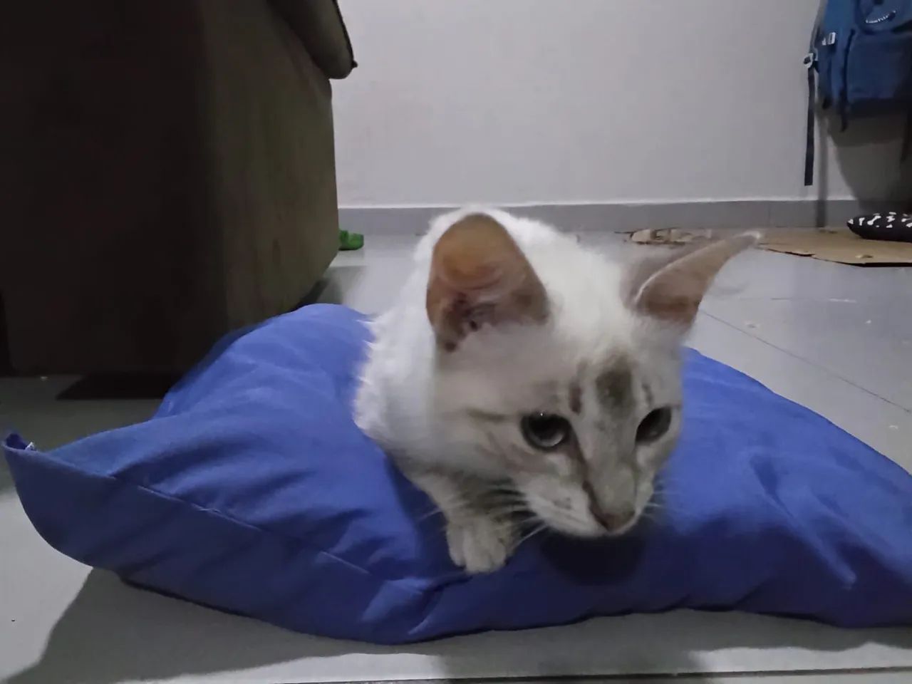 Doação de gatinha - Foto 2