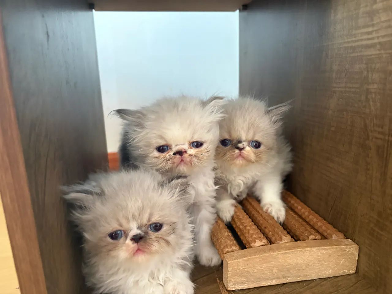 Gatinhos persas filhotes  - Foto 3