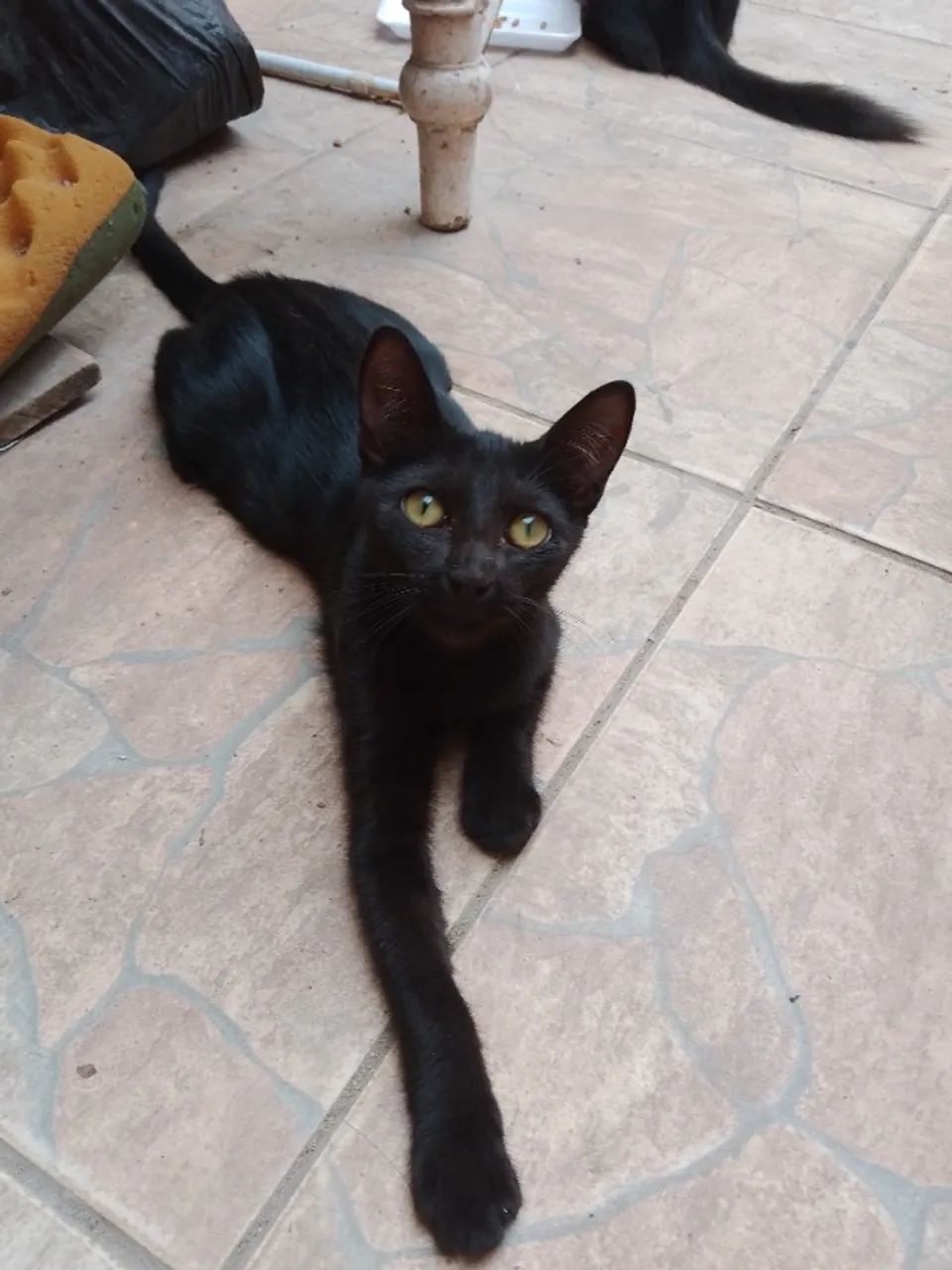 Gatos filhotes (gatinhas fêmeas de 5 meses) sendo uma Escaminha três cores e uma Pretinha - Foto 6